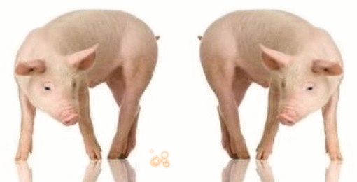 豬/Swine