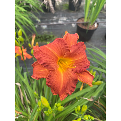 HKP-H05 番紅花 Saffron產品圖