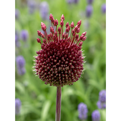 HBM-B08 莫西 Red Mohican(3顆/包)產品圖