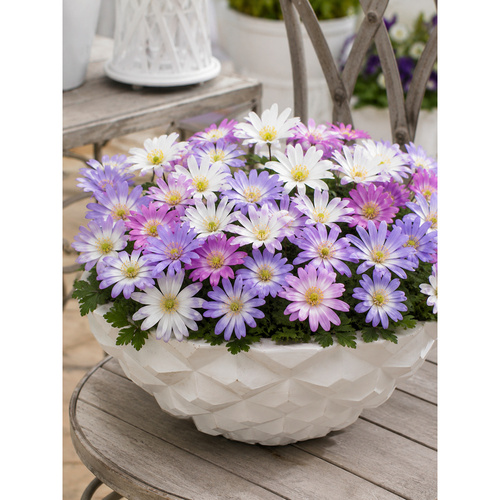 HBM-B60 希臘銀蓮花Anemone Mixed (20顆)產品圖