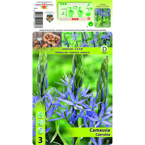 HBM-A13 藍卡馬 Caerulea( 5顆)產品圖