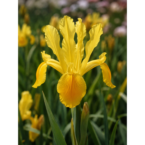 HBM-B32 金色 Golden Beauty (20顆)產品圖