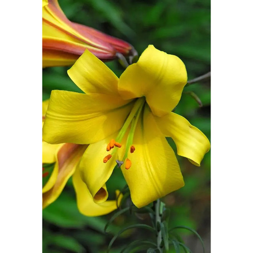 LIJ-L33 輝煌 Golden Splendor (5顆)產品圖