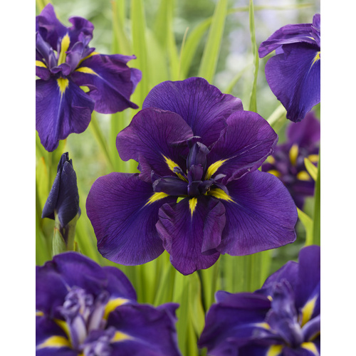 HKP-J02 帝王紫 Purple產品圖