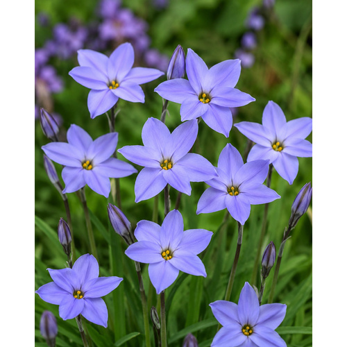 HBM-B30 威斯利Wisley Blue (25顆)產品圖