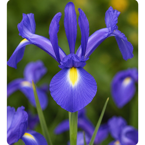 *HBN-A65 藍寶石 Sapphire Beauty (20顆)產品圖