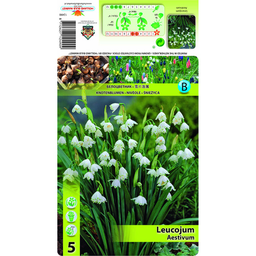 HBM-A29 夏雪片蓮 Aestivum (15顆)產品圖