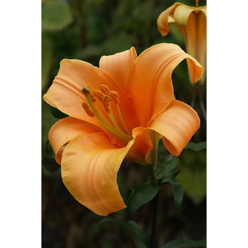LIJ-L51 橘星球 Orange Planet (5顆)產品圖