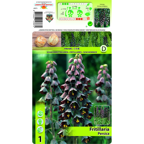 HBM-A25 黑貝母 Persica (2顆)產品圖