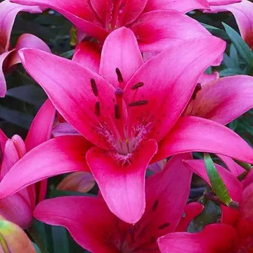 LIJ-L19 粉紅縣 Pink County (5顆)產品圖