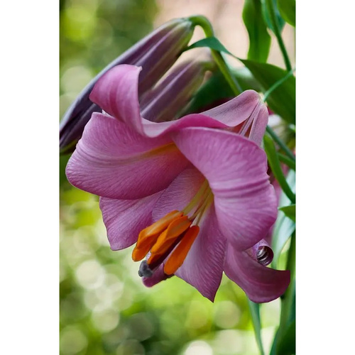 LIJ-L34 臻品 Pink Perfection (5顆)產品圖