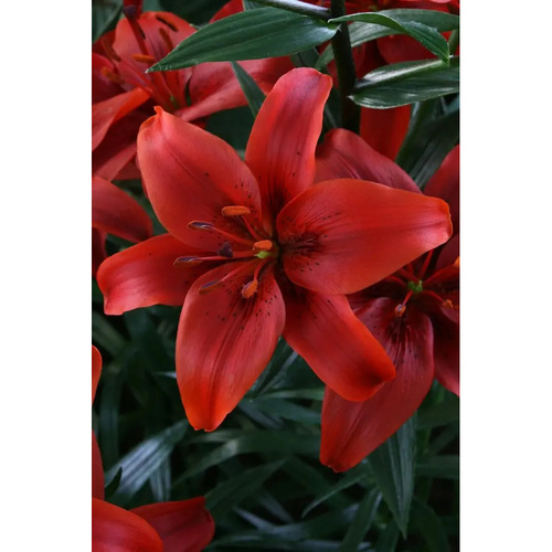 LIJ-L01 紅縣 Red County (5顆)產品圖