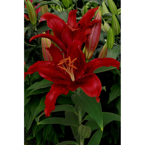 LIJ-L31 紅閃 Red Flash (5顆)產品圖