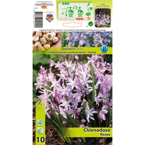 HBM-A15 福布斯 Forbesii Rosea (20顆)產品圖