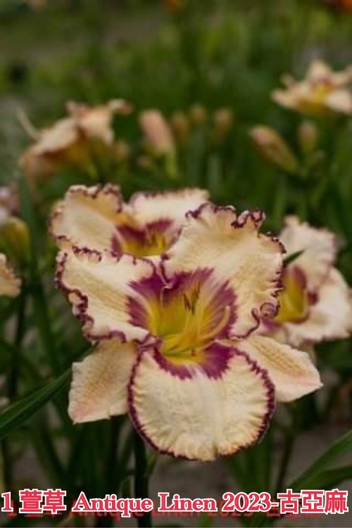 Antique Linen 古亞麻  |傑達園藝棋盤花園| Heems海姆斯-荷蘭種苗 