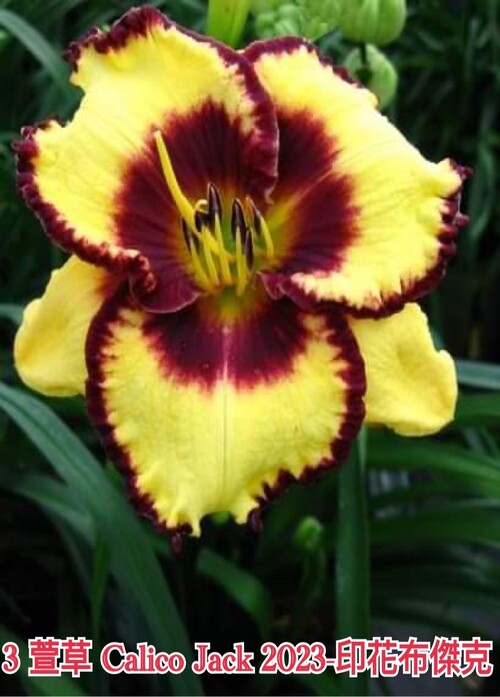 Calico-Jack印花布傑克  |傑達園藝棋盤花園| Heems海姆斯-荷蘭種苗 