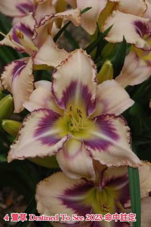 Destined-To-See 命中註定  |傑達園藝棋盤花園| Heems海姆斯-荷蘭種苗 