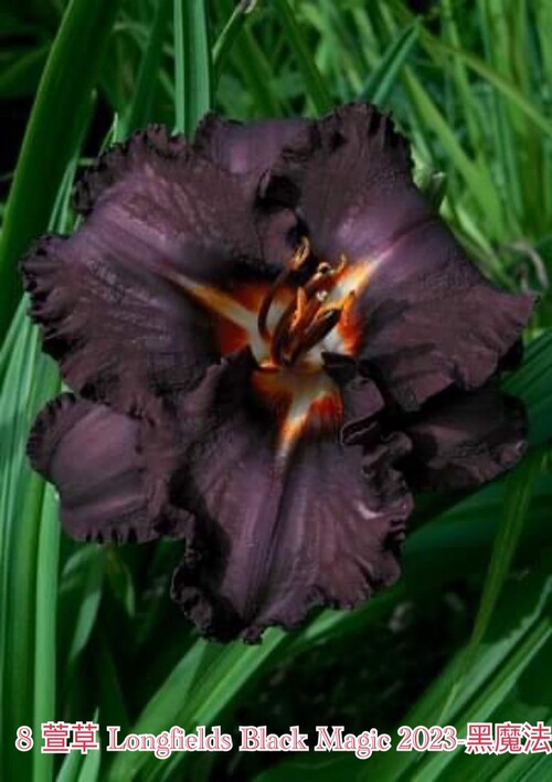 LONGFIELDS-BLACK-MAGIC 黑魔法  |傑達園藝棋盤花園| Heems海姆斯-荷蘭種苗 