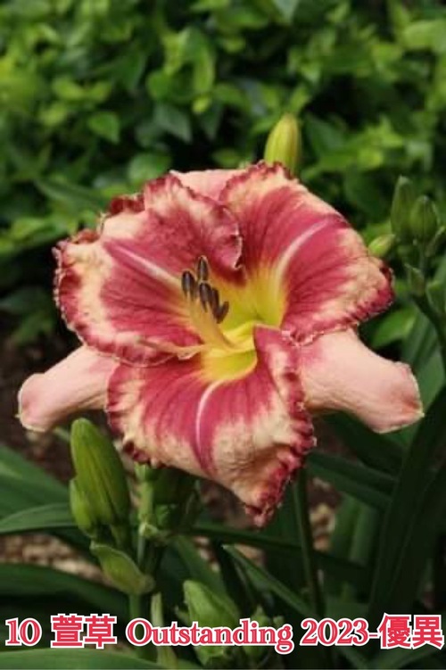 OUTSTANDING 優異  |傑達園藝棋盤花園| Heems海姆斯-荷蘭種苗 