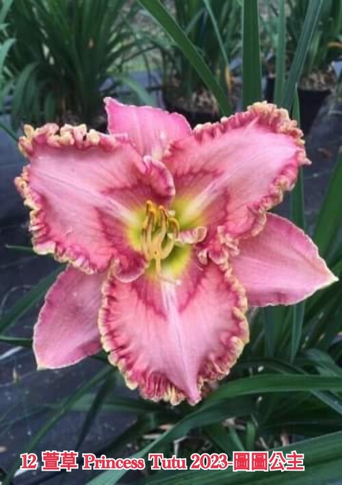 PRINCESS-TUTU 圖圖公主  |傑達園藝棋盤花園| Heems海姆斯-荷蘭種苗 