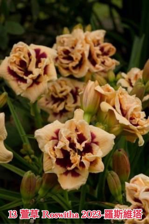 ROSWITHA 羅斯維塔  |傑達園藝棋盤花園| Heems海姆斯-荷蘭種苗 