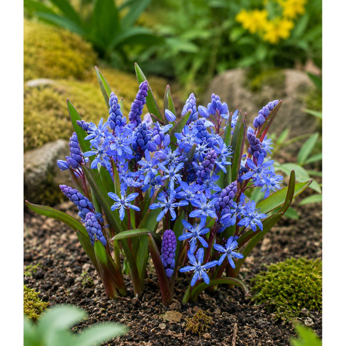 HBM-B23 雙葉 Bifolia(15顆)產品圖