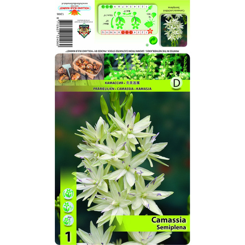 HBM-A14 半重瓣 Semiplena (5顆)產品圖