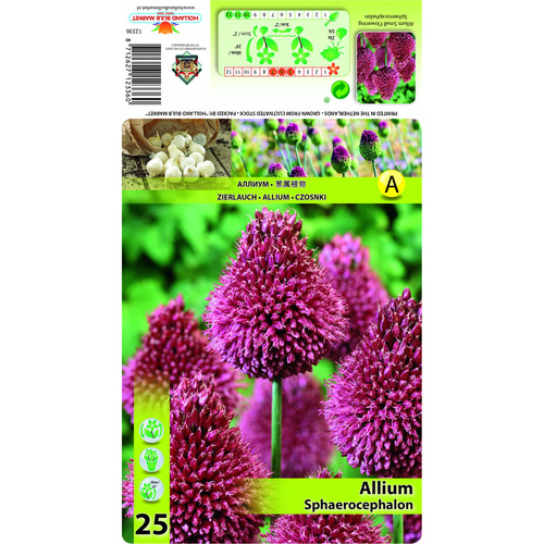 HBM-A01 丹蔥 Sphaerocephalon (30顆/包)產品圖