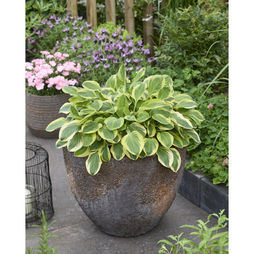 HKP-T01 霜凍嬉戲 Hosta Frosted Frolic產品圖