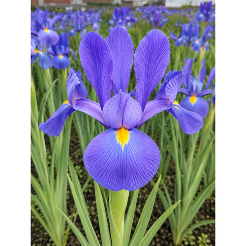 HBM-A60 潟湖 True Blue Lagoon (20顆)產品圖