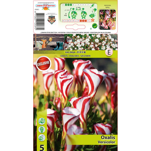 HBM-A37 白淇淋Versicolor (5顆)產品圖