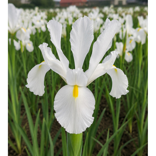 HBM-A62 白魔法 White Magic (20顆)產品圖