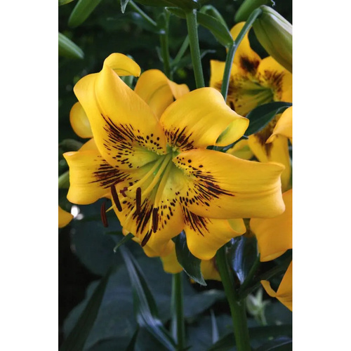 LIJ-L56 黃瘀 Yellow Bruse (5顆)產品圖