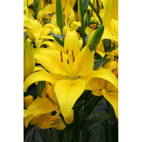 LIJ-L02 黃縣 Yellow County (5顆)產品圖