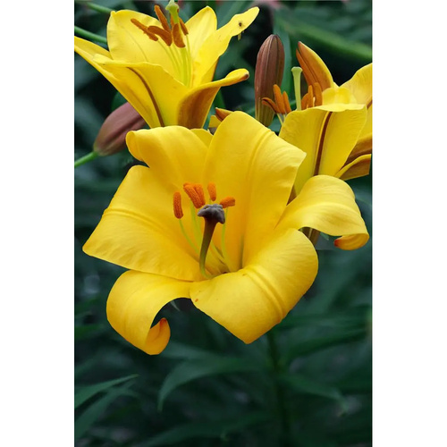 LIJ-L53 黃星球 Yellow Planet (5顆)產品圖